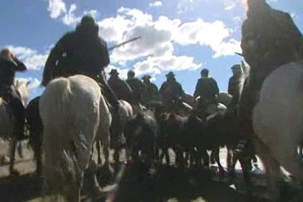 Les taureaux sont encadrés par de nonbreux cavaliers.