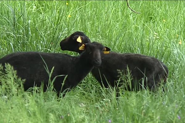 Les moutons vont jouer les jardiniers à la Cure d'Air