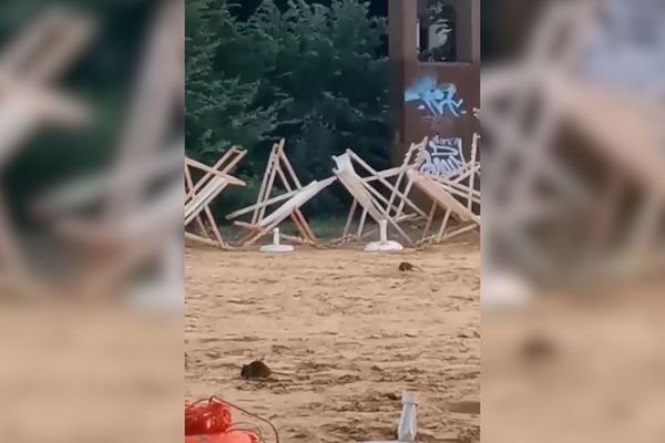 Des rats sur la plage de Rouen sur Mer, rive gauche