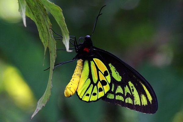 Le papillon géant Croesus