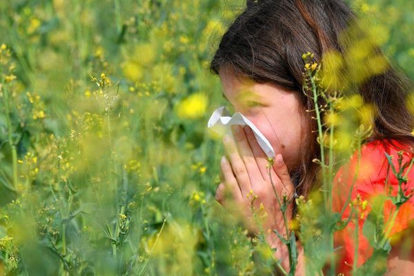 L'alerte aux pollens graminées est donnée plus tôt cette année. La météo clémente et les fortes températures de ces derniers jours ont favorisé la dissémination des  pollens.