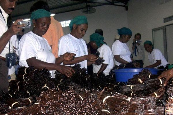 Production de vanille à Madagascar