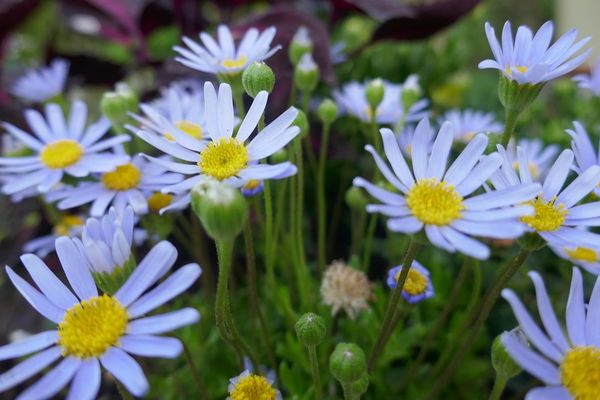 Au jardin, pâquerettes bleues ou Felicia amelloides, Bosdarros, Béarn, Pyrénées Atlantiques, Aquitaine, France.