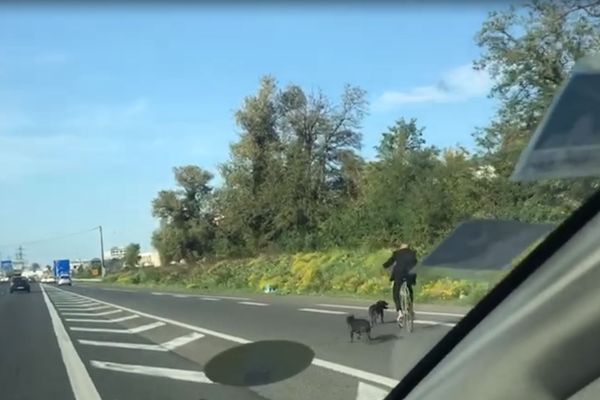 il roule à velo sur l'autoroute avec ses deux chiens