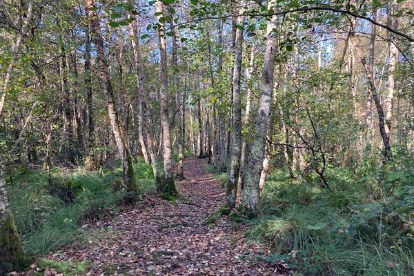 Sentier de la Berle - Lacanau