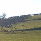 Une harde de 300 biches et cerfs aperçue dans le Jura.