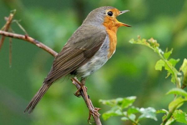 En confinement, participez au comptage des oiseaux avec la LPO.