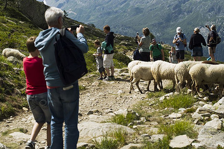 “We are facing a crisis of vocations”, breeders worried about the shortage of shepherds in the mountain pastures