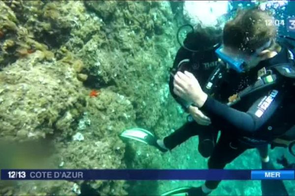 Plongée sous-marine en Méditerranée