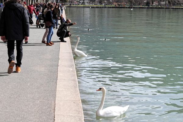 Deux cygnes ont été retrouvés morts déchiquetés sur le lac d'Annecy.