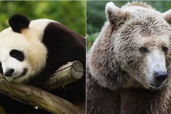 Gogol, la femelle ours de Beauval portera le petit panda.