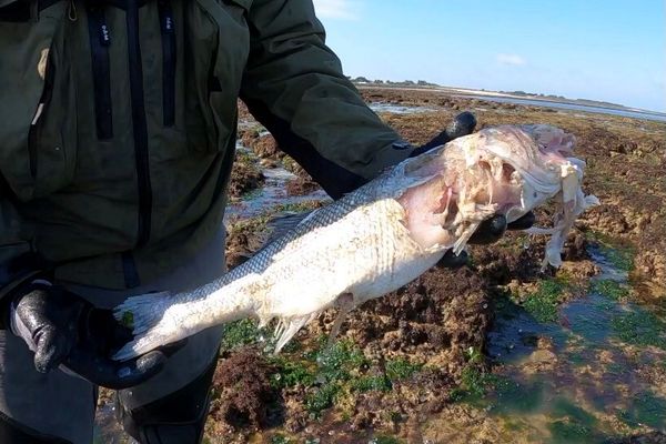 Dans les mailles du filet, du poisson pris au piège et notamment des bars.