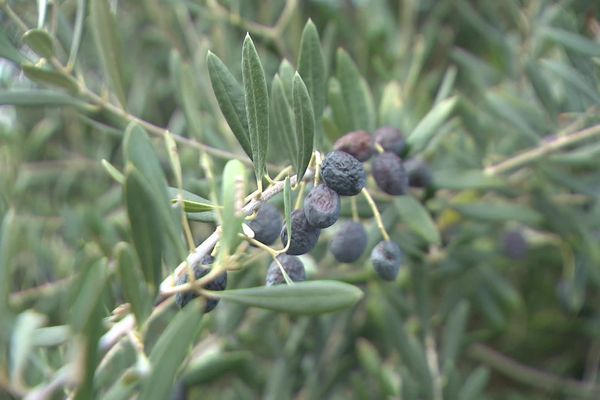 Des olives récoltées dans la vallée du Gier - Décembre 2024