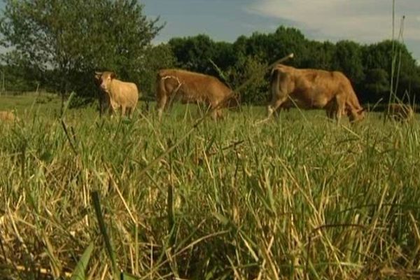 Un cas de tuberculose bovine suspecté en Corrèze