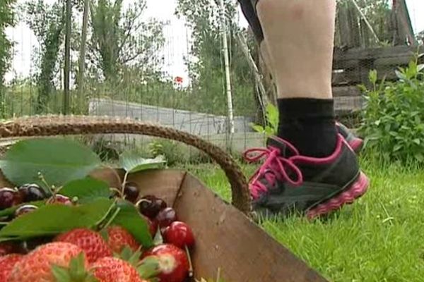 Trop d'eau pour les potagers, les quelques jours de soleil avaient favorisé la croissance de fruits et légumes de saison. Mais l'eau tombée ces jours-ci vient compromettre la croissance de ces produits du potager