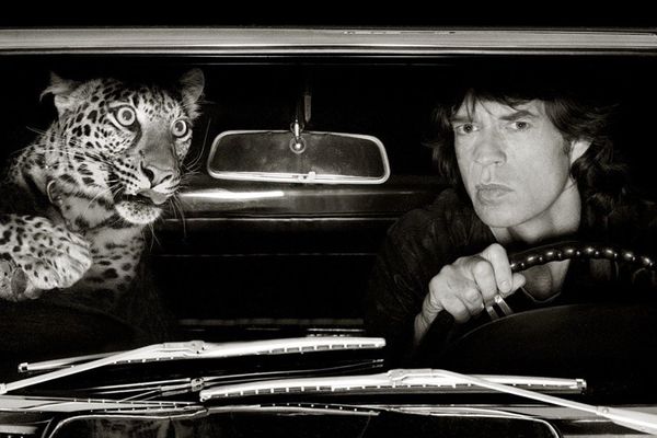 Photographie prise par Albert Watson à Los Angeles en 1992, "Jagger and Leopard in Car"