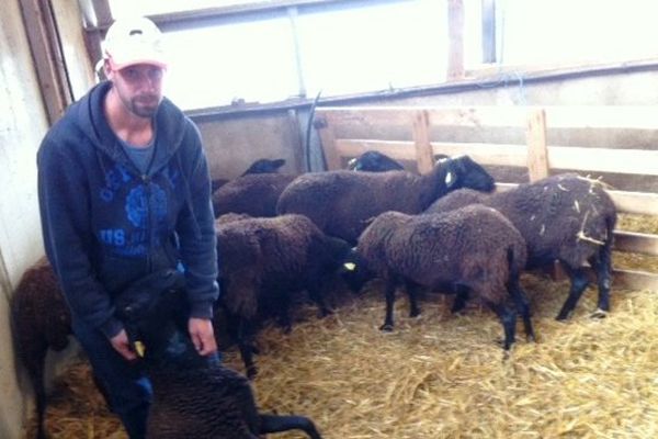 Aurélien Teyssier, éleveur de brebis noire du Velay, à Saint-Etienne-du-Vigan (Haute-Loire) déplore la perte d'une partie de son cheptel attaqué par un loup, selon lui.