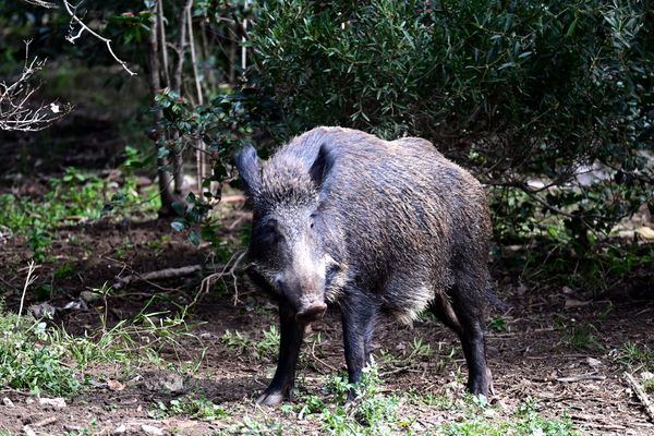 "On constate énormément d'accidents avec le gros gibier" : cette expérimentation pourrait permettre de réduire le nombre d'animaux tués sur les routes