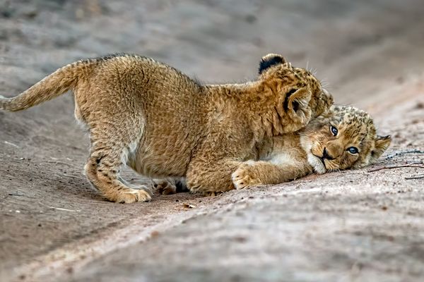 Deux lionceaux en train de jouer ensemble dans une réserve d'Afrique du Sud le 28 octobre 2023.