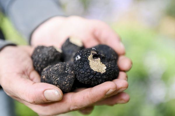 La Haute-Saône, territoire historique de la truffe de Bourgogne, connaît une belle année 2024.