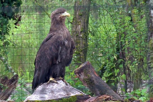 le Pygargue est le plus grand aigle d’Europe.