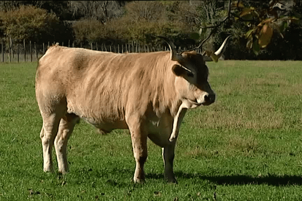 La Bearnaise Une Vache D Avenir