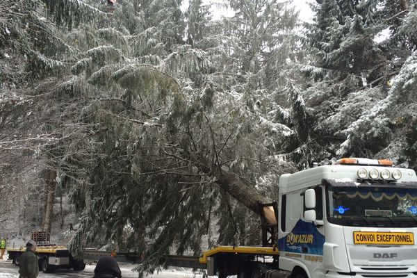 Le sapin qui trônera sur la Place de Jaude de Clermont-Ferrand a été abattu ce lundi 13 novembre à Saint-Ours-les-Roches. 