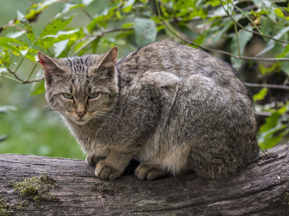 chat hautes pyrenees