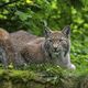 Le lynx boréal est de retour depuis 50 ans en France, on le trouve surtout dans le massif du Jura.