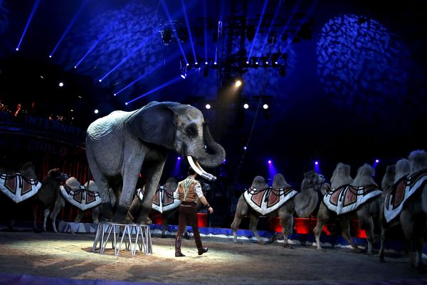 Publiée le 1er avril dernier, la pétition demande un arrêté visant à interdire l’installation de cirques avec animaux sur la commune de Vichy, dans l'Allier