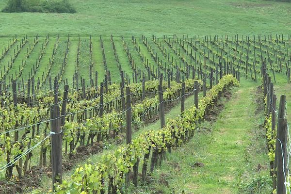 Des températures proches du zéro annoncées sur le vignoble du Jura.