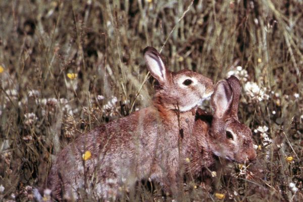 Les lapins pullulent sur l'île de Ré et menacent les vignes.