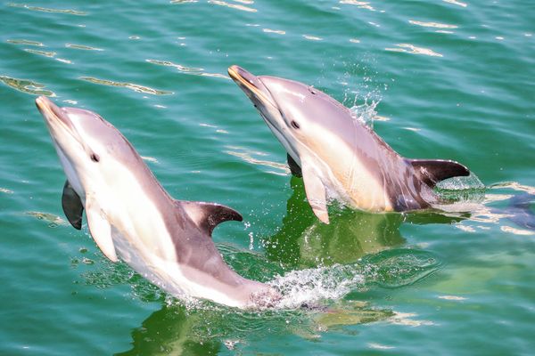 Environ 9 000 dauphins communs meurent chaque année par capture accidentelle sur la façade atlantique française, selon le Conseil International pour l'Exploration de la Mer (image d'illustration).