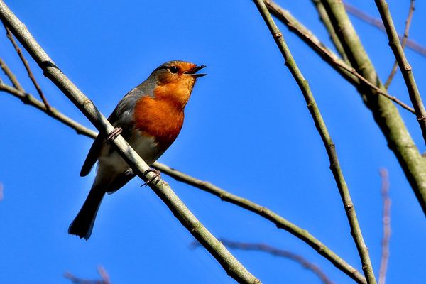 Rouge gorge