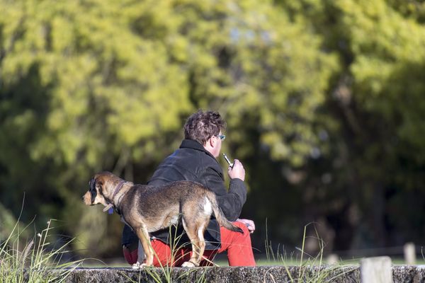 Les chiens sont-ils victimes d'actes de malveillance dans les parcs à Gap ? (Illustration)