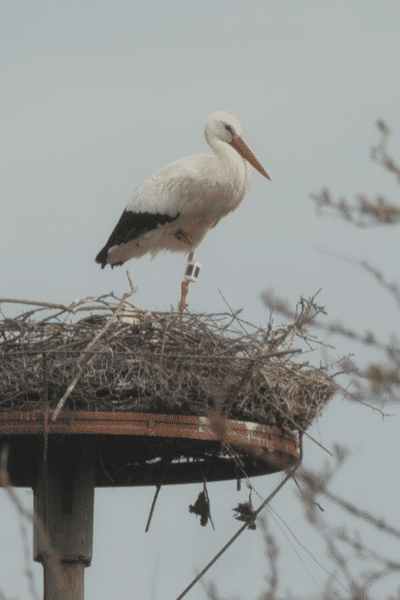 Nid de cigognes blanches dans l'estuaire de la Gironde