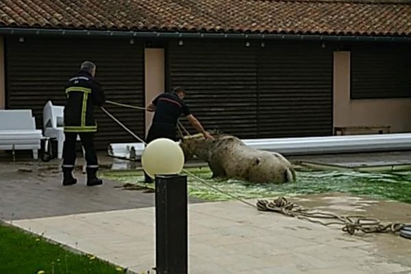 L'animal a été sorti de l'eau sain et sauf