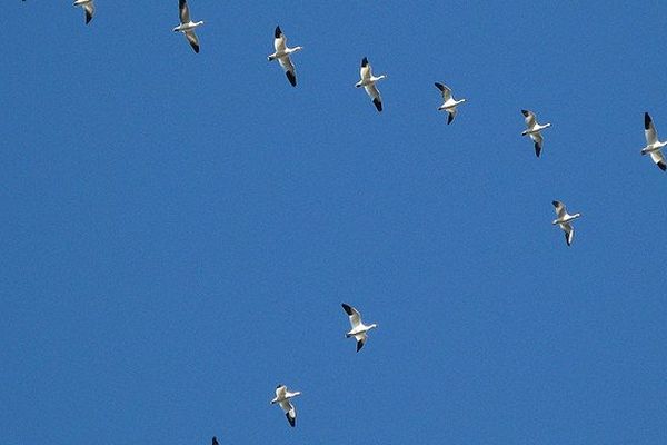 Vol d'oies dans le ciel