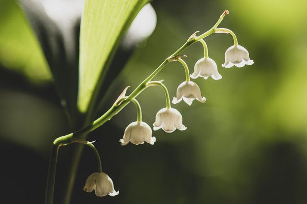 Le muguet s'est vendu environ 9 euros en pot, ou 3 euros les trois brins