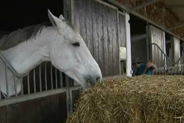 Le centre équestre de la Vendée à Riom compte plus de 300 licenciés et près d'une centaine de chevaux.