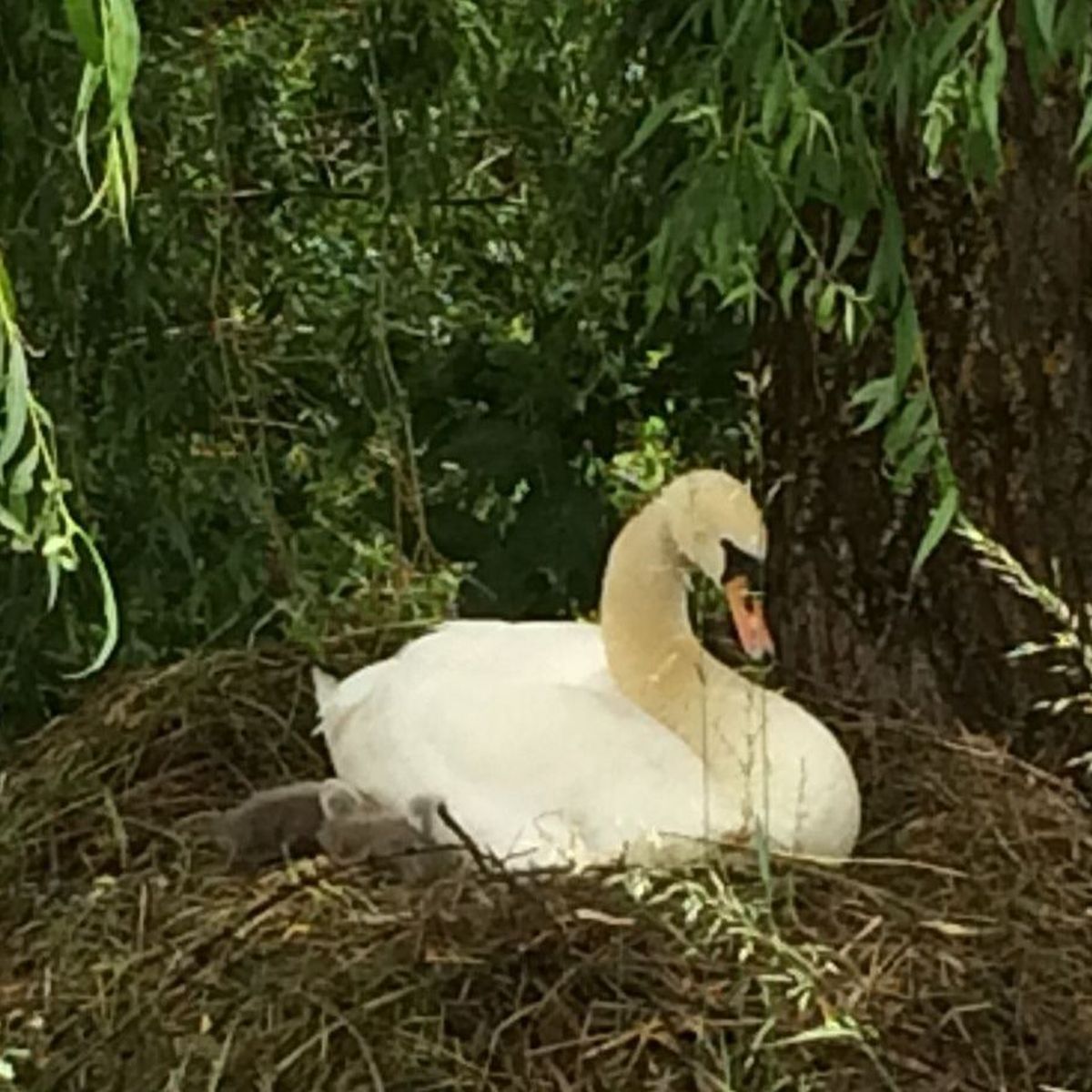 Aurillac Pourquoi Deux Bebes Cygnes Ont Ils Ete Mis A L Abri Dans Un Lieu Tenu Secret