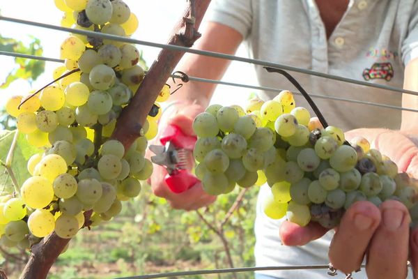 Avec une IGP, les vins bretons pourraient sortir de l'anonymat (photo d'illustration d'un vignoble breton).