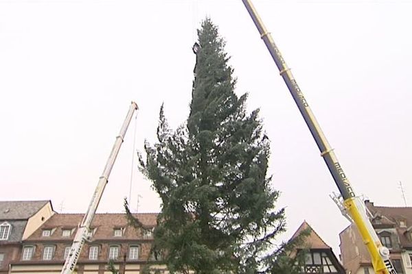 Le beau sapin des Vosges.