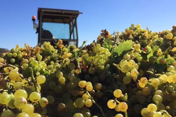 Vendanges du muscat à Frontignan