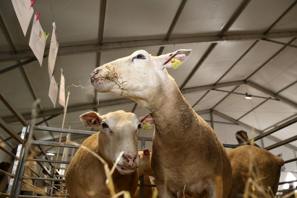 Des moutons au salon de l'élevage, les 4, 5 et 6 octobre 2017, à la Grande Hall d’Auvergne