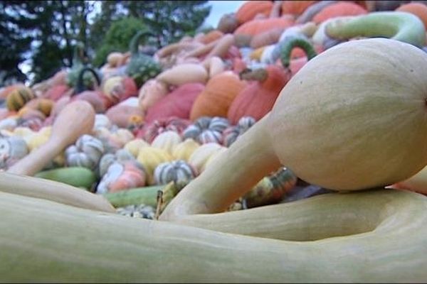 Le jardin de Jean Murtin à Larnaud (39) est bien connu pour être le paradis des cucurbitacées.