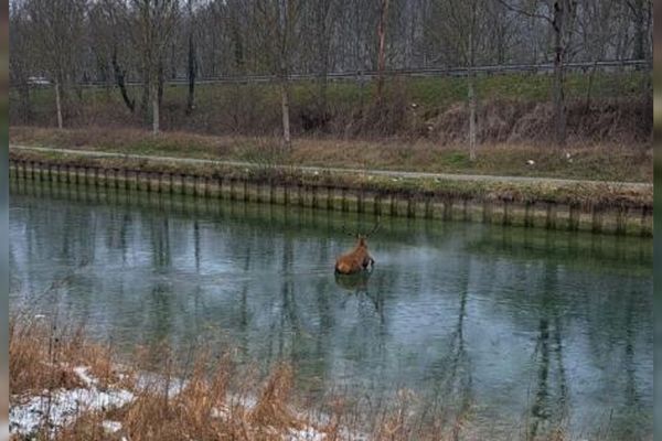 Le cerf blessé était prisonnier de la glace du canal de Bourgogne