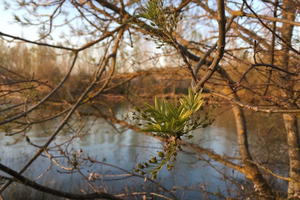 Les feuilles des arbres sortent timidement de leurs bourgeons en ce début avril 2019 au bord du lac de la Thésauque en Haute-Garonne