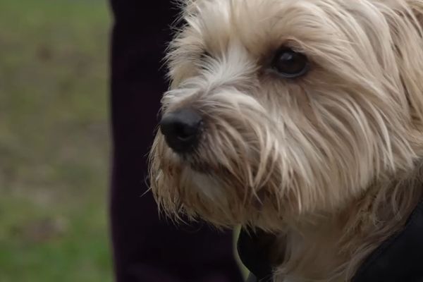 Les chiens doivent être tenus en laisse dans tout l'espace public à Joinville-Le-Pont.