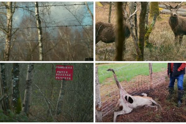 Images extraites du magazine "La Sologne engrillagée" de France 3 Centre-Val de Loire, diffusée en 2018.